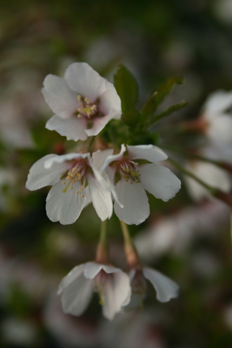 February Plant of the Month | Prunus Kojo-no-mai