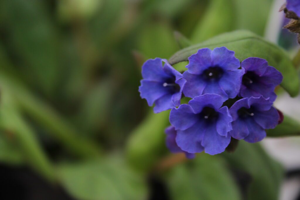 Pulmonaria ‘Blue Ensign’ 2L 5023242260310