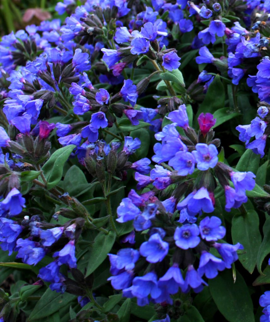 Pulmonaria ‘Blue Ensign’ 2L 5023242260310