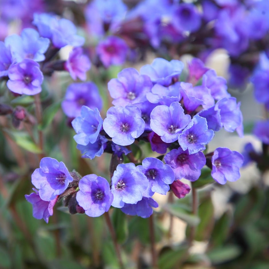 Pulmonaria ‘Blue Ensign’ 2L 5023242260310