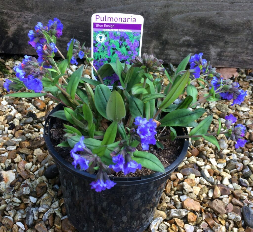 Pulmonaria ‘Blue Ensign’ 2L 5023242260310