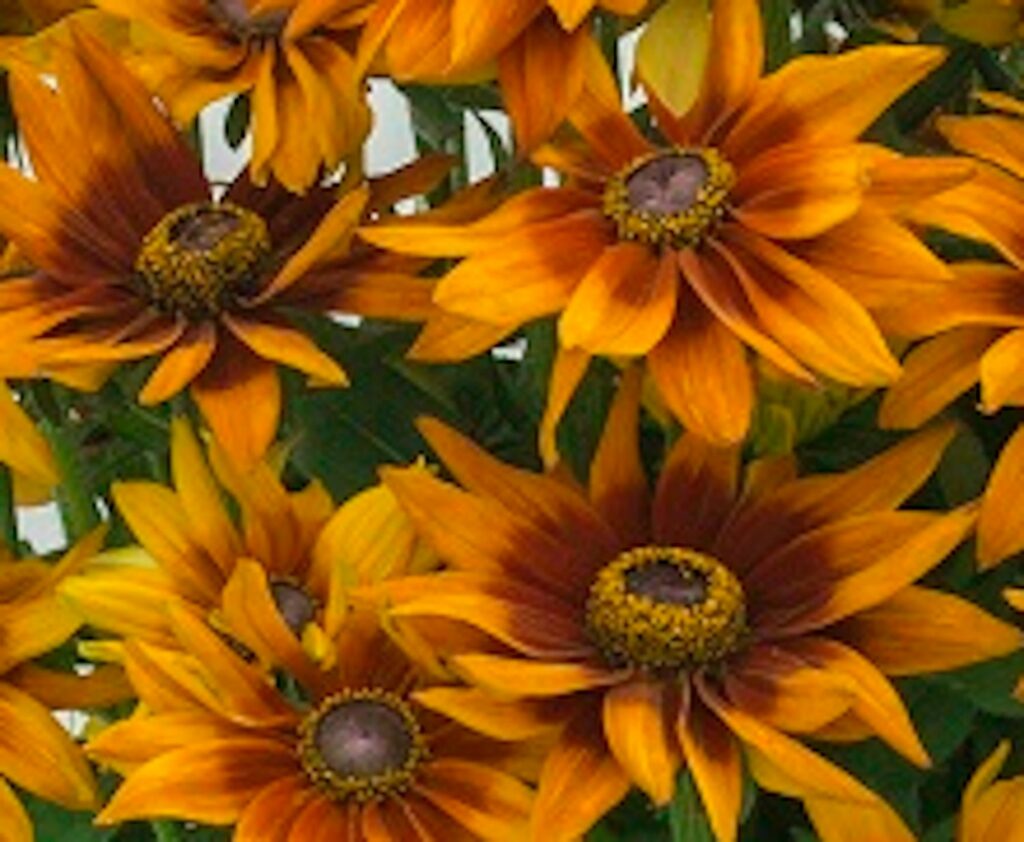 Rudbeckia Smileyz ‘Loving’ 3L 5023242374901