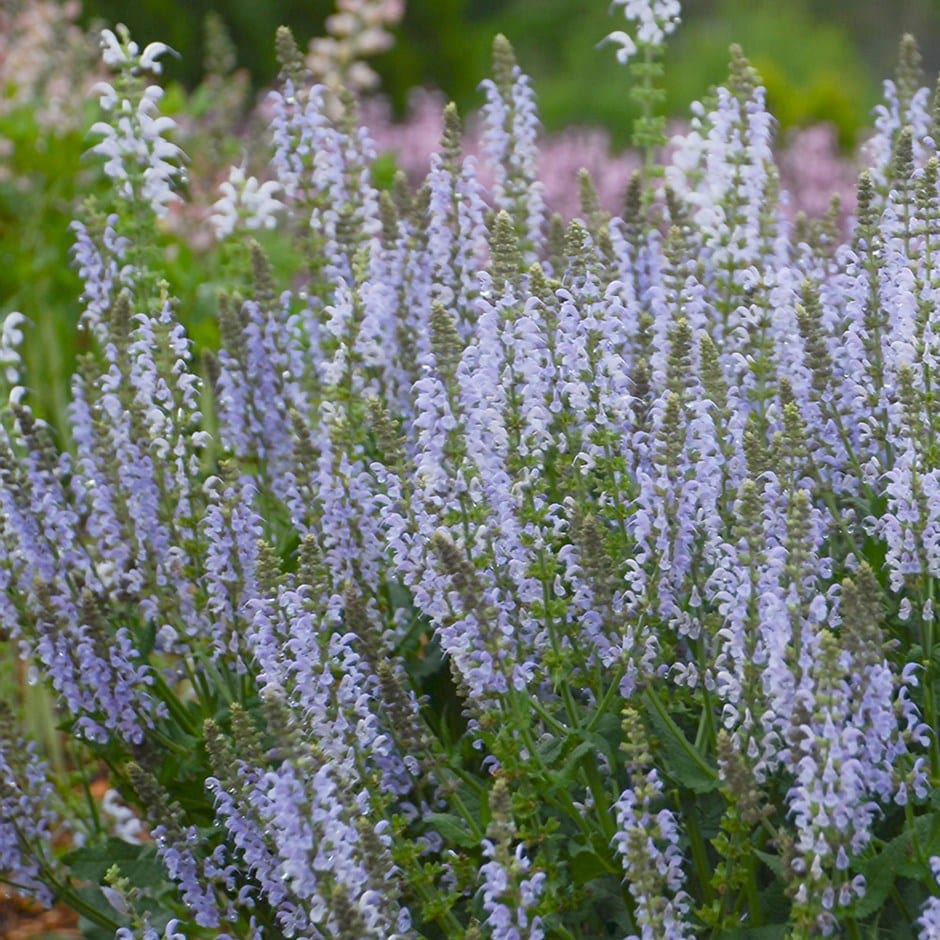 Salvia nemorosa ‘Crystal Blue’ 3L 5023242371085