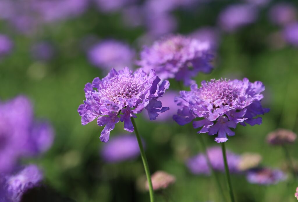 Scabiosa ‘Vivid Violet’ 3L 5023242367118