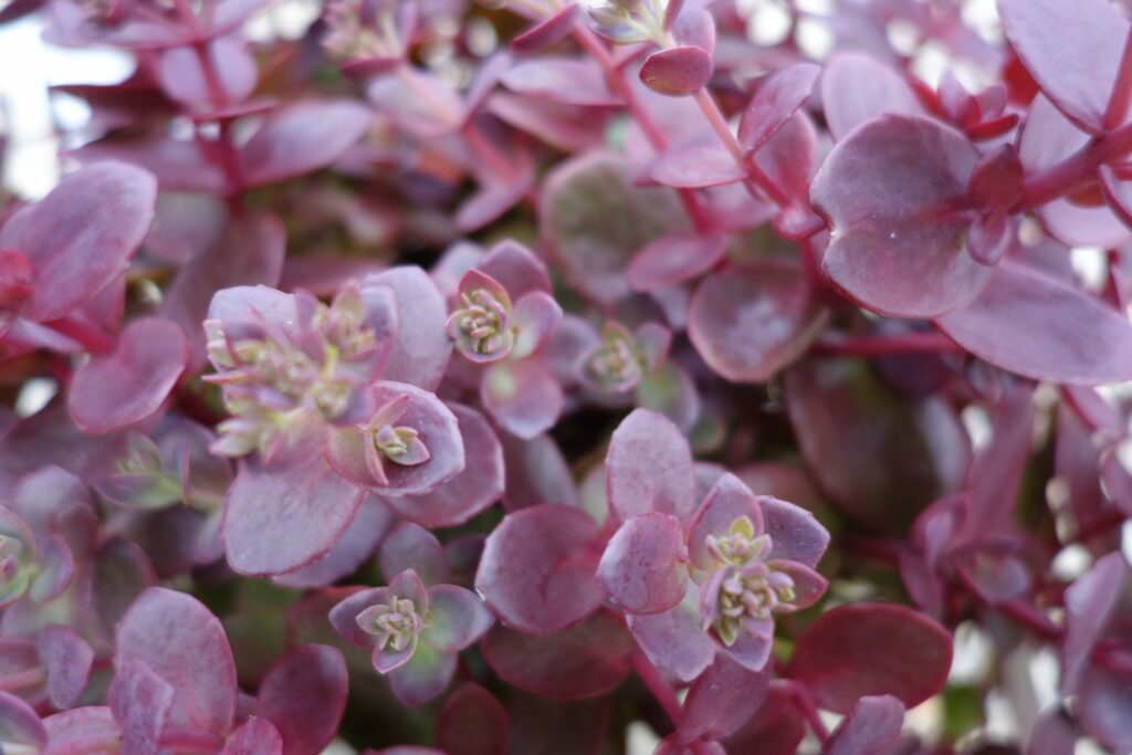 Sedum Sunsparkler ‘Firecracker’ 2L 5023242355085