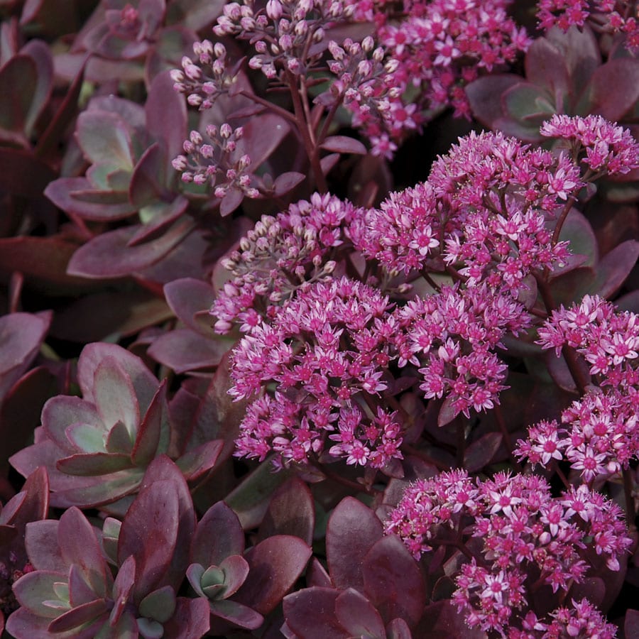 Sedum Sunsparkler ‘Firecracker’ 2L 5023242355085