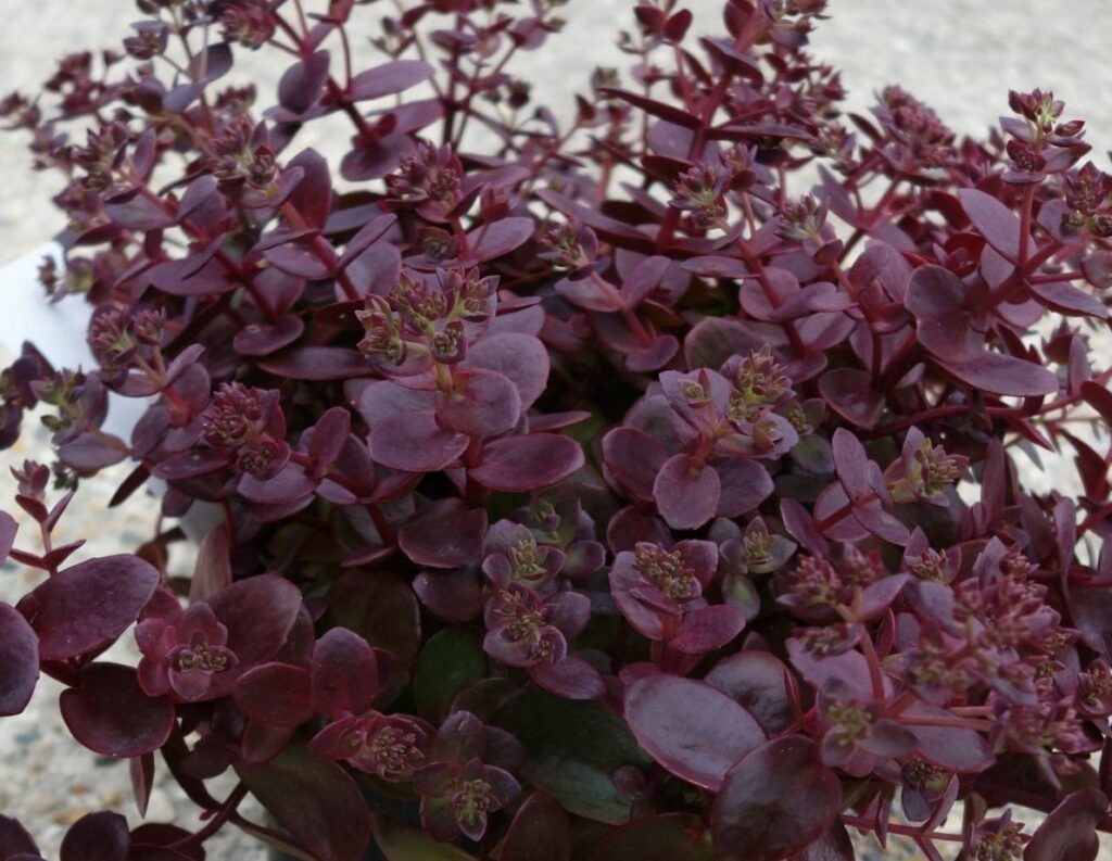 Sedum Sunsparkler ‘Firecracker’ 2L 5023242355085
