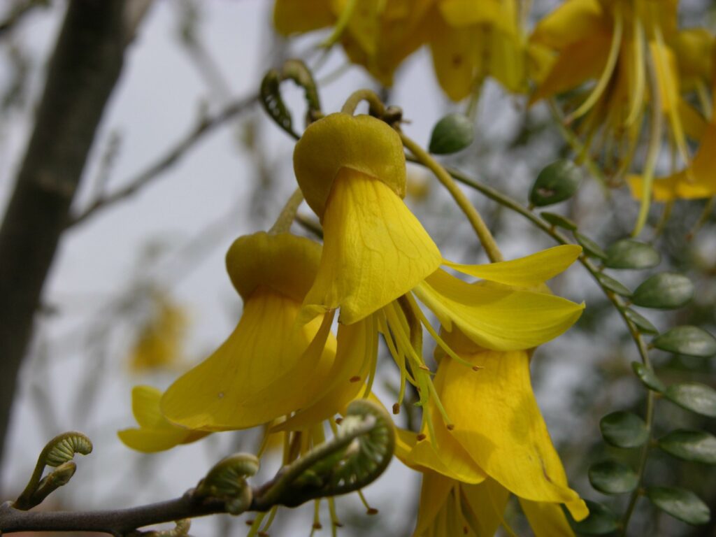 Sophora microphylla ‘Sun King’ 3L 5023242206530