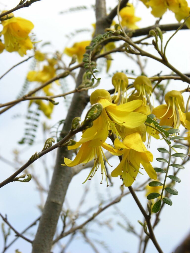 Sophora microphylla ‘Sun King’ 3L 5023242206530
