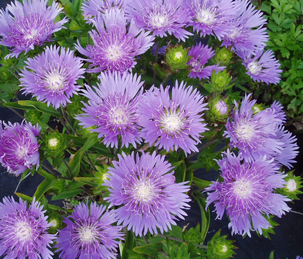 Stokesia laevis ‘Mel’s Blue’ 2L 5023242345383