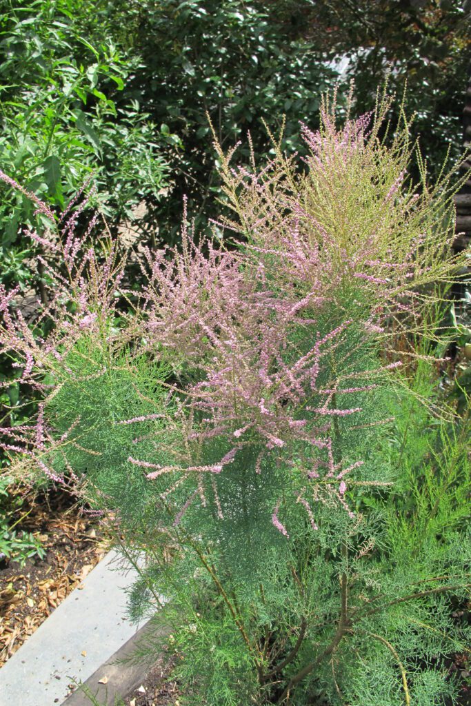 Tamarix tetrandra 3L 5023242207247
