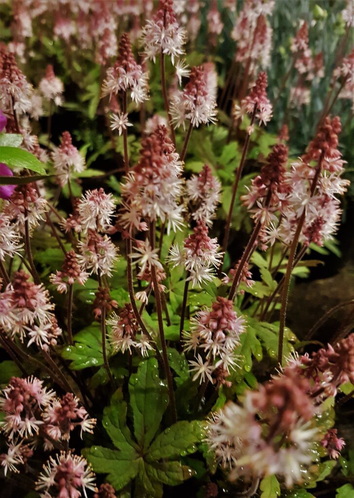 Tiarella ‘Raspberry Sundae’ 2L 5023242365312