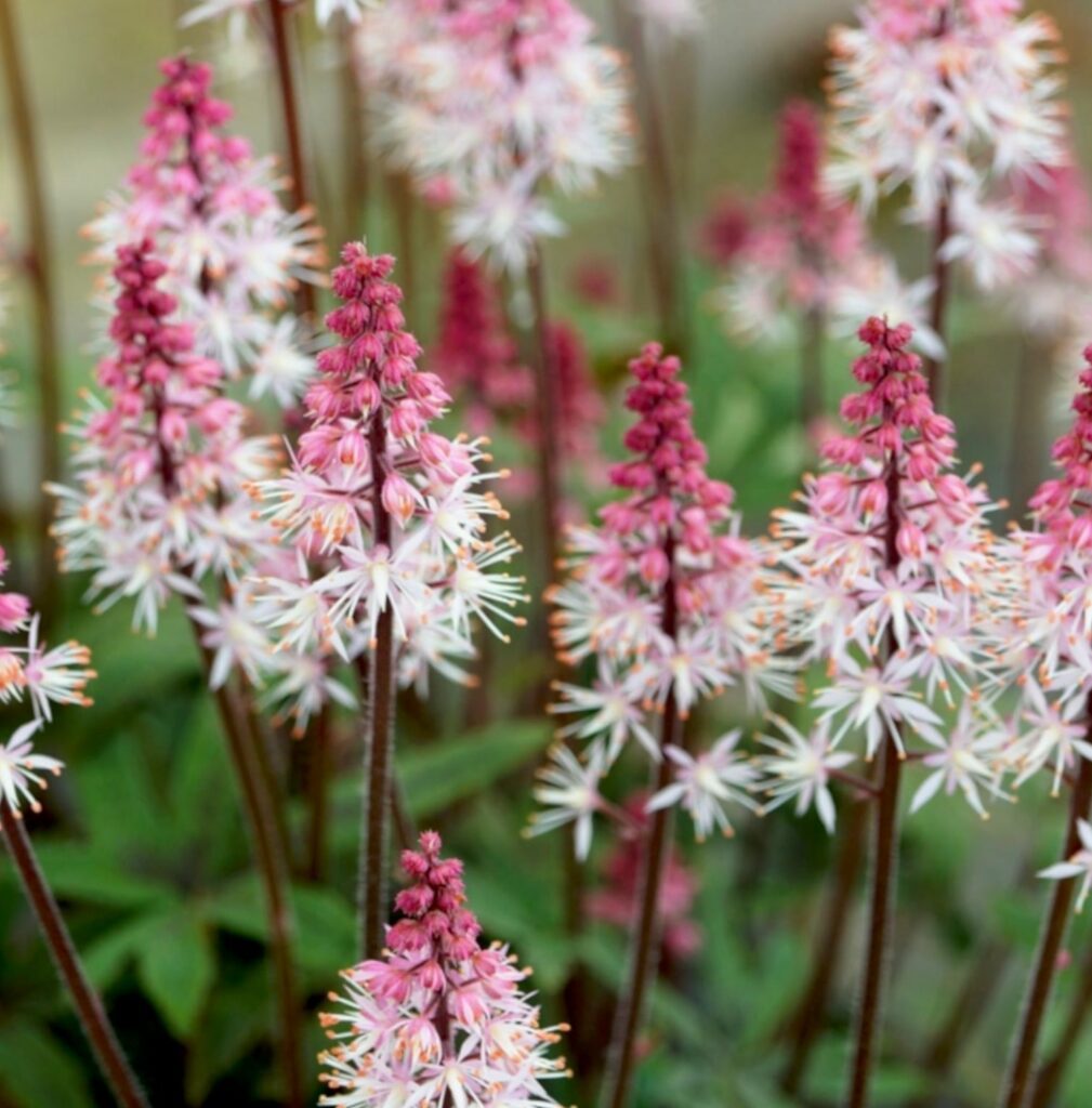 Tiarella ‘Raspberry Sundae’ 2L 5023242365312
