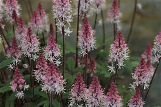 Tiarella ‘Raspberry Sundae’ 2L 5023242365312