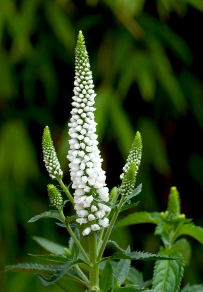 Veronica longifolia ‘First Lady’ 2L 5023242365596
