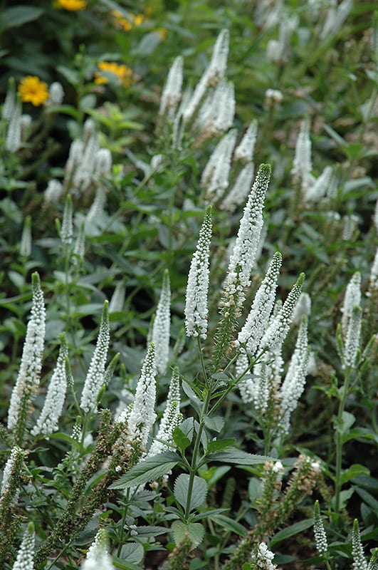 Veronica longifolia ‘First Lady’ 2L 5023242365596