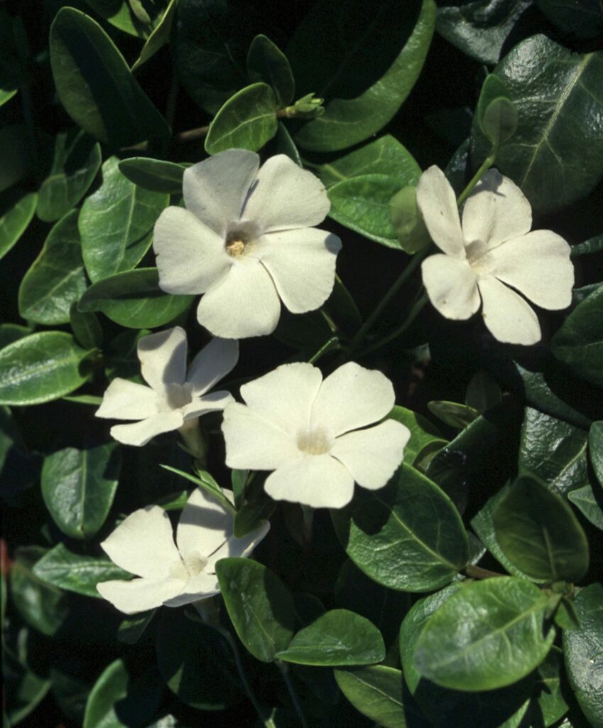 Vinca minor f. alba ‘Gertrude Jekyll’ 2L 5023242211138