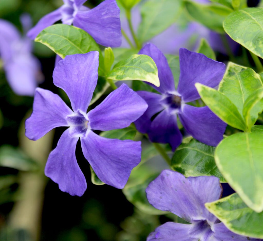 Vinca minor ‘Ralph Shugert’ 2L 5023242325774