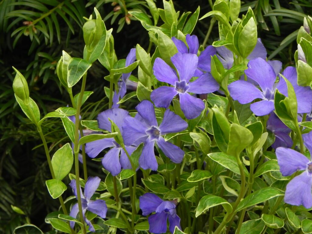 Vinca minor ‘Ralph Shugert’ 2L 5023242325774