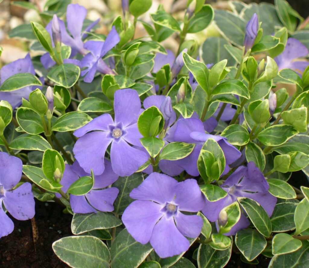 Vinca minor ‘Ralph Shugert’ 2L 5023242325774