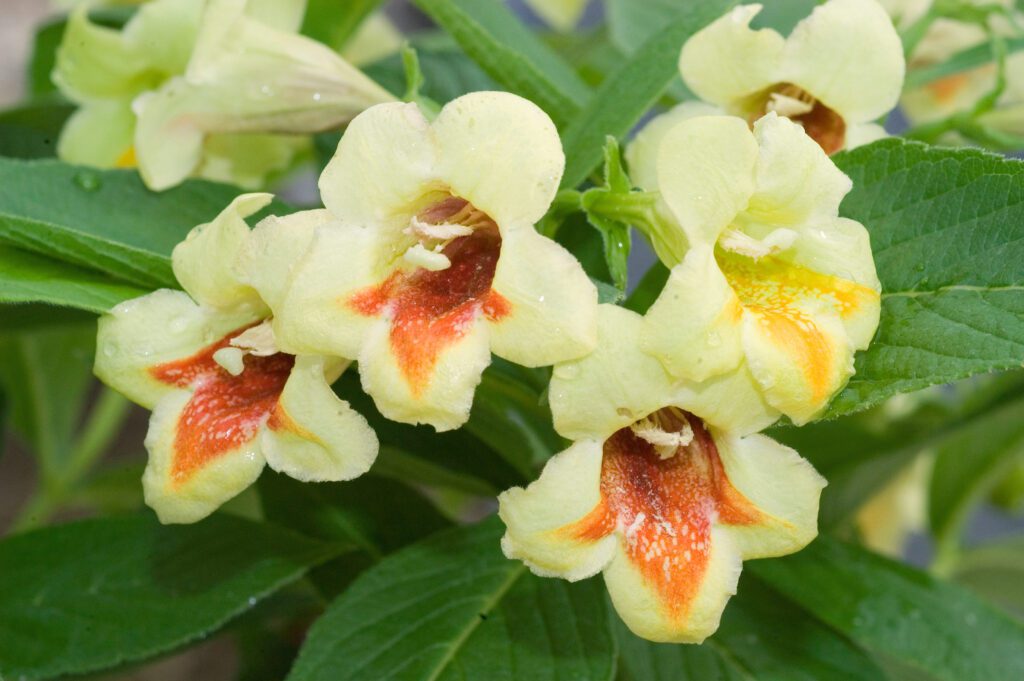 Weigela middendorffiana ‘Mango’ 3L 5023242339979