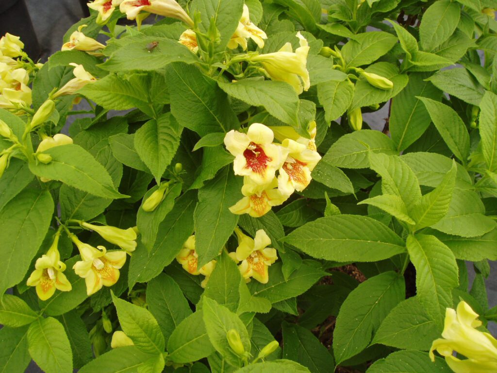 Weigela middendorffiana ‘Mango’ 3L 5023242339979