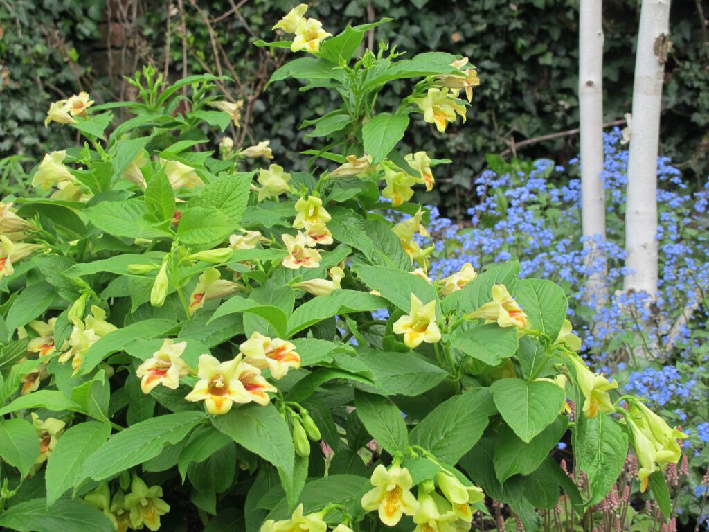 Weigela middendorffiana ‘Mango’ 3L 5023242339979