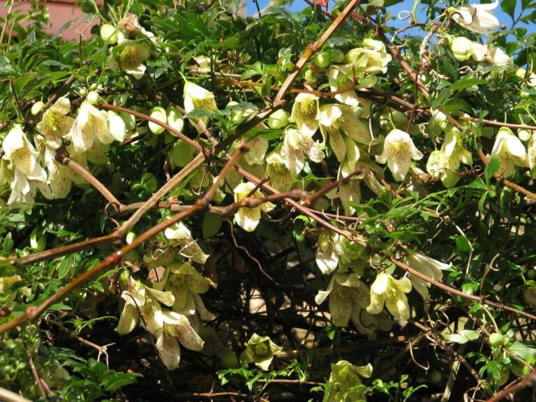 Great Evergreen Climbing Plants