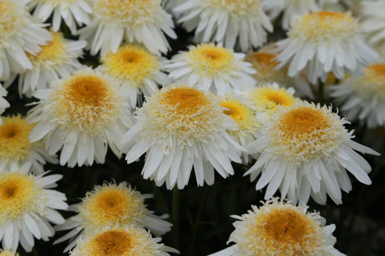 July Plant of the Month | Leucanthemum x superbum