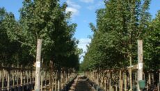 Moderately Drought Tolerant Trees