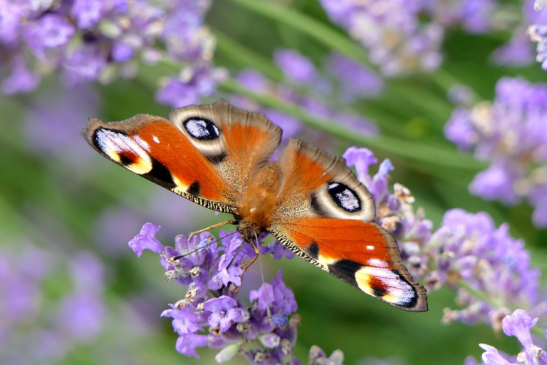 Know Your Butterflies Quiz