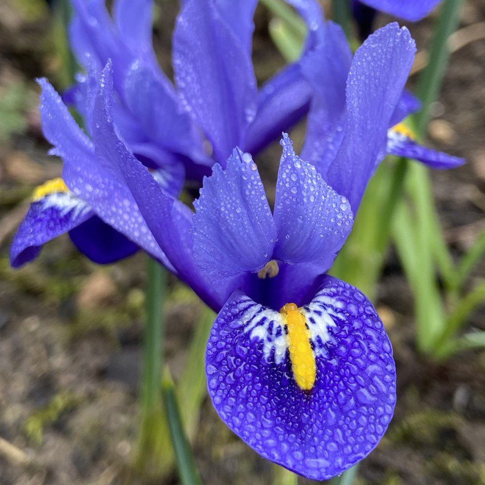 Iris Harmony 5015882997213