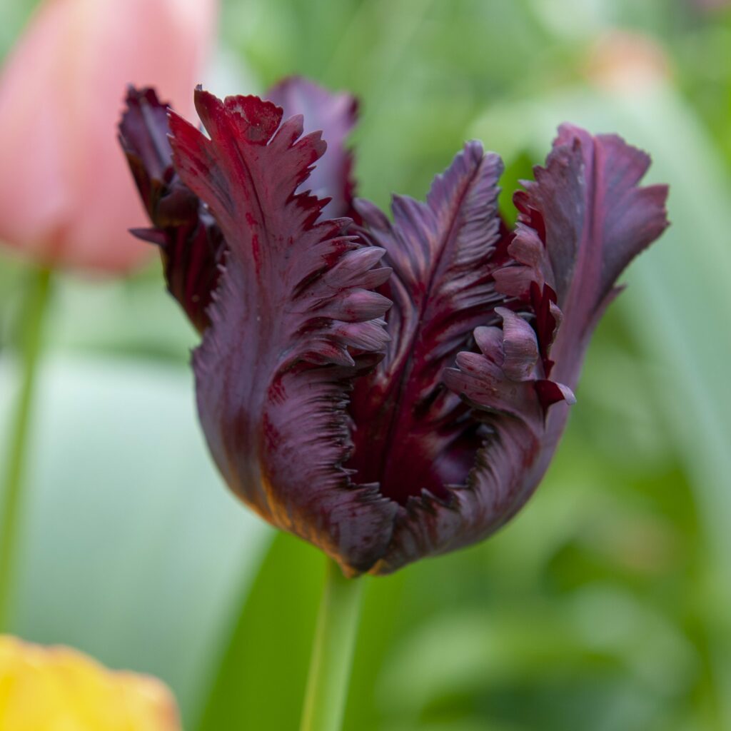 Tulip Black Parrot 5015882997299