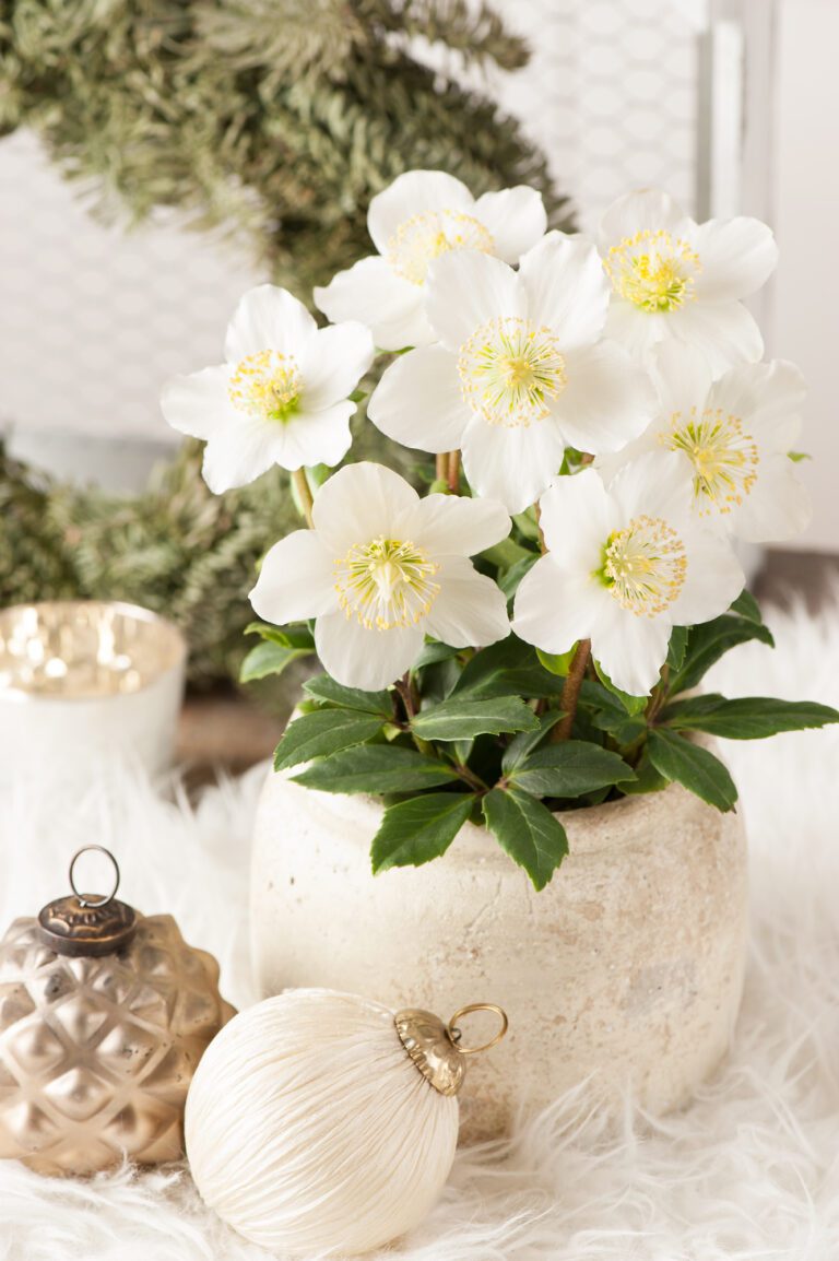 Plant Profile | Helleborus niger ‘Advent Star’