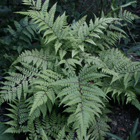 Shop Plants From The Day